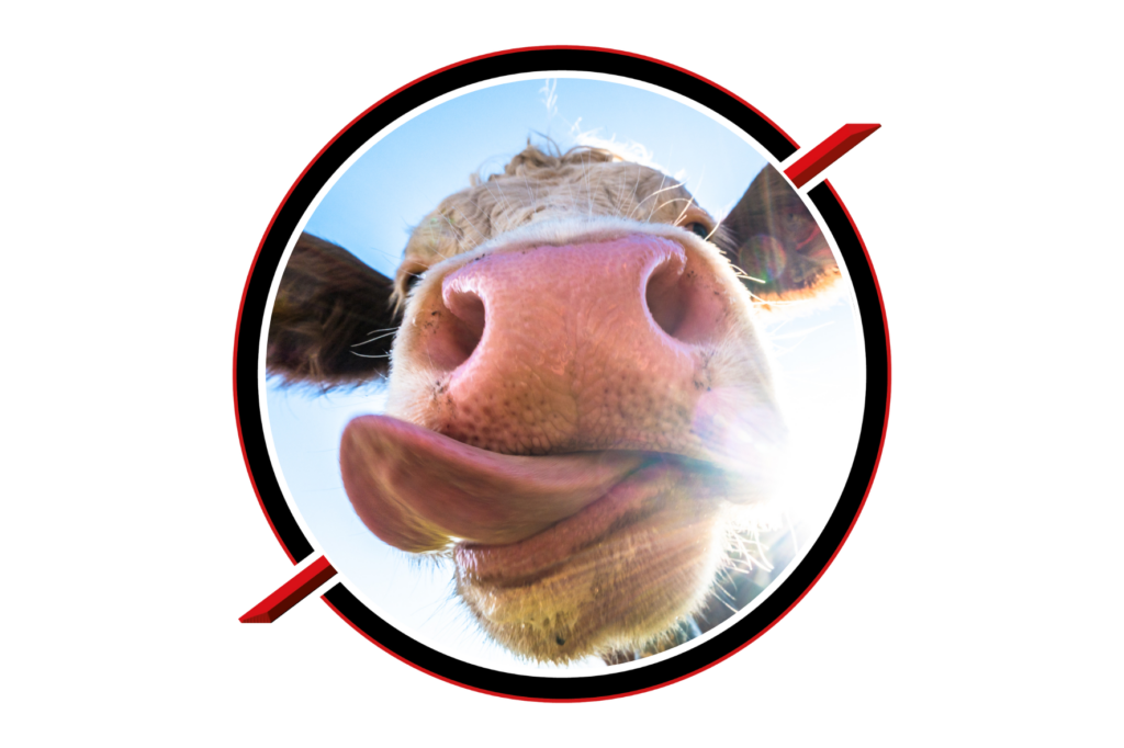 Cycle Amours Vaches – travail des relations et des émotions